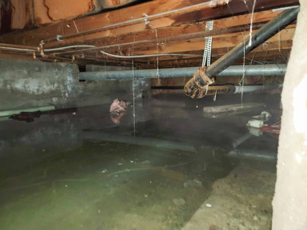 Best Local water damage restoration  in Lineville, AL